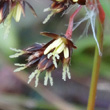 Blütenfoto Luzula campestris