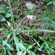 Blätterfoto Luzula nivea