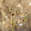 Blütenfoto Luzula pilosa