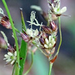 Blütenfoto Luzula sylvatica
