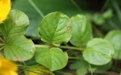 Blätterfoto Lysimachia nummularia