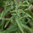 Blätterfoto Lythrum salicaria
