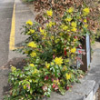 Habitusfoto Mahonia aquifolium