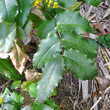 Blätterfoto Mahonia aquifolium