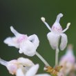 Blütenfoto Maianthemum bifolium