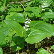 Habitusfoto Maianthemum bifolium