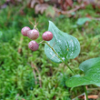 Fruchtfoto Maianthemum bifolium