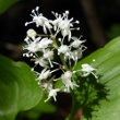 Portraitfoto Maianthemum bifolium