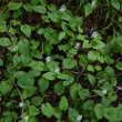 Foto von Besonderheit Maianthemum bifolium