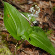 Blätterfoto Maianthemum bifolium