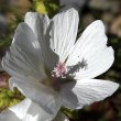 Blütenfoto Malva alcea
