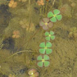Blätterfoto Marsilea quadrifolia