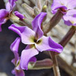 Blütenfoto Matthiola valesiaca