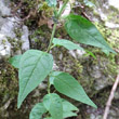 Blätterfoto Melampyrum nemorosum