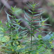 Blätterfoto Melampyrum sylvaticum