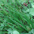 Blätterfoto Melica uniflora