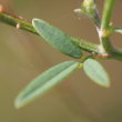 Blätterfoto Melilotus altissimus