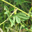 Blätterfoto Melilotus officinalis