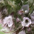 Blütenfoto Mentha longifolia