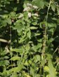 Habitusfoto Mentha longifolia
