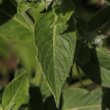 Blätterfoto Mentha longifolia