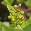 Fruchtfoto Menyanthes trifoliata