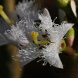 Blütenfoto Menyanthes trifoliata