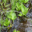 Blätterfoto Menyanthes trifoliata