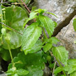 Blätterfoto Mercurialis annua
