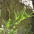 Blätterfoto Moehringia muscosa