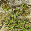 Habitusfoto Moehringia trinervia