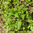 Blätterfoto Moehringia trinervia