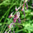 Blütenfoto Molinia arundinacea