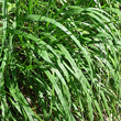 Blätterfoto Molinia arundinacea