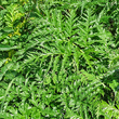 Blätterfoto Molopospermum peloponnesiacum