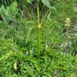 Stängel-/Stammfoto Molopospermum peloponnesiacum