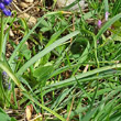 Blätterfoto Muscari armeniacum