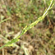 Foto von Besonderheit Myagrum perfoliatum