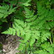 Blätterfoto Myrrhis odorata