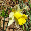 Blütenfoto Narcissus pseudonarcissus