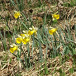 Habitusfoto Narcissus pseudonarcissus
