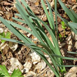 Blätterfoto Narcissus pseudonarcissus