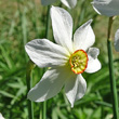 Blütenfoto Narcissus radiiflorus