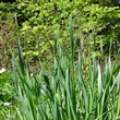 Blätterfoto Narcissus radiiflorus