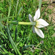 Foto von Besonderheit Narcissus radiiflorus