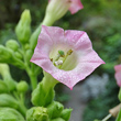Blütenfoto Nicotiana tabacum