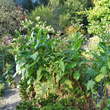 Habitusfoto Nicotiana tabacum