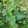 Blätterfoto Nicotiana tabacum