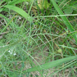 Blätterfoto Nigella damascena