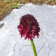Blütenfoto Nigritella rhellicani